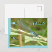 Carte postale Bleu Tail Damselfly HELLO (Devant / Derrière)