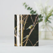 Carte Postale Bleu Tit In Silver Birch (Debout devant)