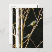 Carte Postale Bleu Tit In Silver Birch (Devant / Derrière)