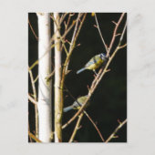 Carte Postale Bleu Tit In Silver Birch (Devant)