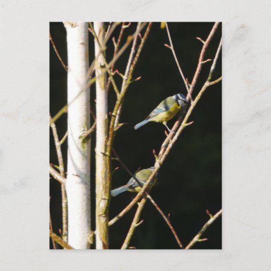 Carte Postale Bleu Tit In Silver Birch (Devant)