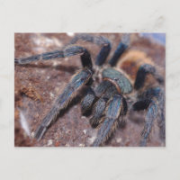 Carte postale bleue à bouteille verte