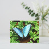 Carte postale bleue de Morpho (Debout devant)