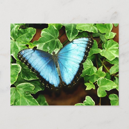 Carte postale bleue de Morpho (Devant)