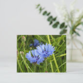 Carte Postale bleuet (Debout devant)