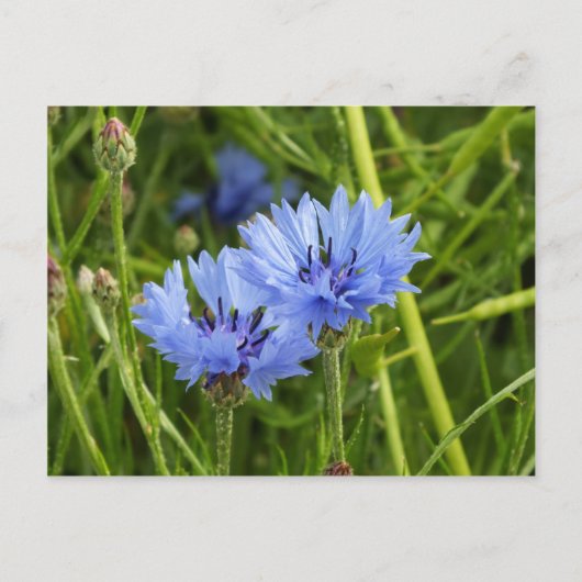 Carte Postale bleuet (Devant)