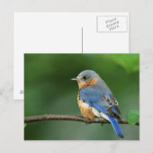 Carte Postale Bleuet de l'Est femelle, Sialia sialis (Devant / Derrière)