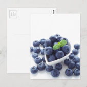 Carte Postale Bleuet isolé sur blanc (Devant / Derrière)