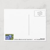 Carte Postale Bleus délicieux (Dos)