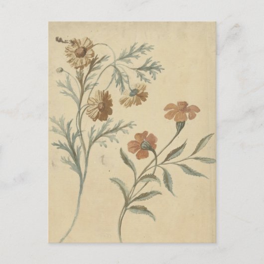 Carte Postale Bloemstudie van een Rode en een Bruine Bloem (Devant)