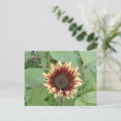 Carte Postale Blonde de fraise tournesol (Debout devant)