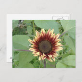 Carte Postale Blonde de fraise tournesol (Devant / Derrière)