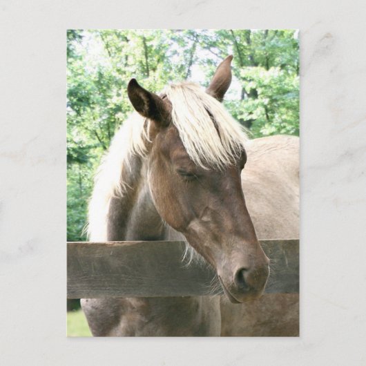 Carte Postale Blondie (Devant)