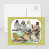 Carte Postale Blondinettes de pigeons de frill classique (Devant / Derrière)