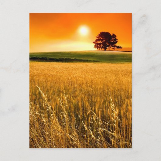 Carte Postale Blood-Red Sunset (Devant)