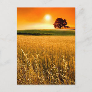 Carte Postale Blood-Red Sunset