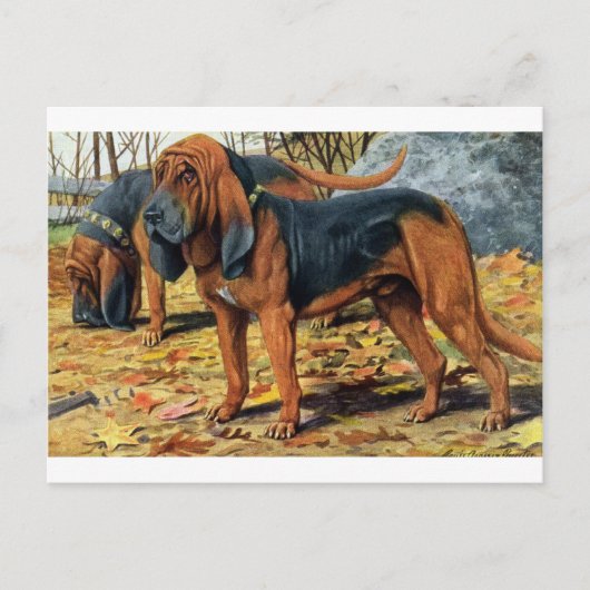 Carte Postale Bloodhound (Devant)