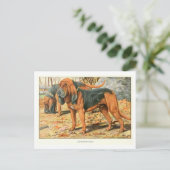 Carte postale Bloodhound Dogs (Debout devant)