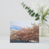 Carte Postale Blooming Cherry Tree Postcard (Debout devant)
