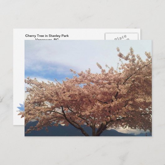 Carte Postale Blooming Cherry Tree Postcard (Devant / Derrière)