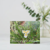 Carte Postale Bloomings de Californie : AprilSnow Douglas Iris (Debout devant)