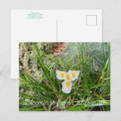 Carte Postale Bloomings de Californie : AprilSnow Douglas Iris (Devant / Derrière)