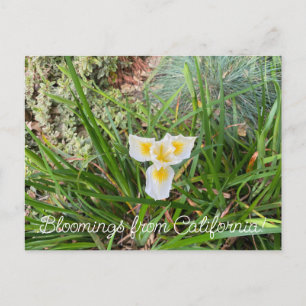Carte Postale Bloomings de Californie : AprilSnow Douglas Iris