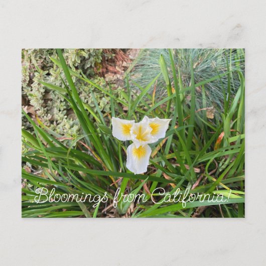 Carte Postale Bloomings de Californie : AprilSnow Douglas Iris (Devant)