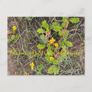 Carte Postale Bloomings de Californie : Argent