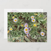 Carte Postale Bloomings de Californie : Beach Aster (Devant / Derrière)