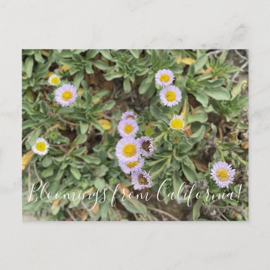 Carte Postale Bloomings de Californie : Beach Aster (Devant)