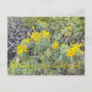 Carte Postale Bloomings de Californie : Bladderpod Postcard
