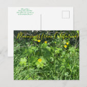 Carte Postale Bloomings de Californie : Bouttercups (Devant / Derrière)