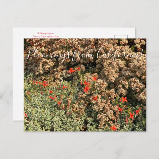 Carte Postale Bloomings de Californie : Buckble & Fuchsia Pos (Devant / Derrière)