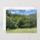 Carte Postale Bloomings de Californie : Buckeyes (Devant / Derrière)