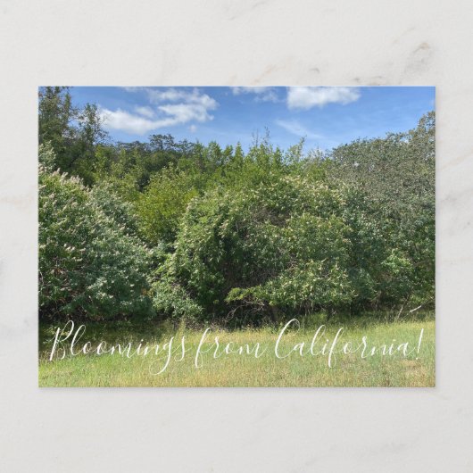 Carte Postale Bloomings de Californie : Buckeyes (Devant)