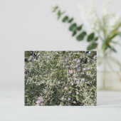 Carte Postale Bloomings de Californie : Bush Mallow Postcard (Debout devant)