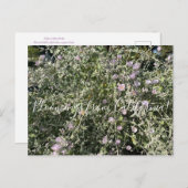 Carte Postale Bloomings de Californie : Bush Mallow Postcard (Devant / Derrière)