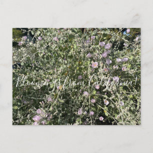 Carte Postale Bloomings de Californie : Bush Mallow Postcard
