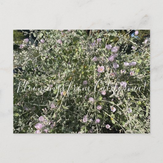 Carte Postale Bloomings de Californie : Bush Mallow Postcard (Devant)