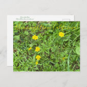 Carte Postale Bloomings de Californie : Buttercup (Devant / Derrière)