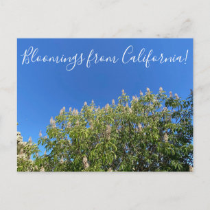 Carte Postale Bloomings de Californie : California Buckeye Post