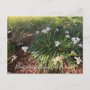 Carte Postale Bloomings de Californie : Canyon Snow Iris