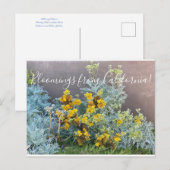 Carte Postale Bloomings de Californie : Catalina Silverlace (Devant / Derrière)