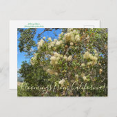 Carte Postale Bloomings de Californie : Chaparral Clematis (Devant / Derrière)