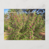 Carte Postale Bloomings de Californie : Chaparral Currant (Devant)