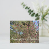 Carte Postale Bloomings de Californie : Chaparral Currant (Debout devant)