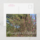 Carte Postale Bloomings de Californie : Chaparral Currant (Devant / Derrière)