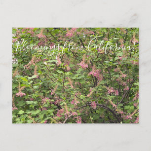 Carte Postale Bloomings de Californie : Chaparral Currant