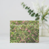 Carte Postale Bloomings de Californie : Chaparral Currant Postc (Debout devant)